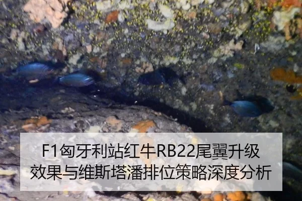 F1匈牙利站红牛RB22尾翼升级效果与维斯塔潘排位策略深度分析